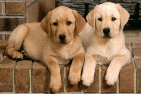 地球上10大名狗，金毛寻回犬和拉布拉多上榜，你家养了哪个？