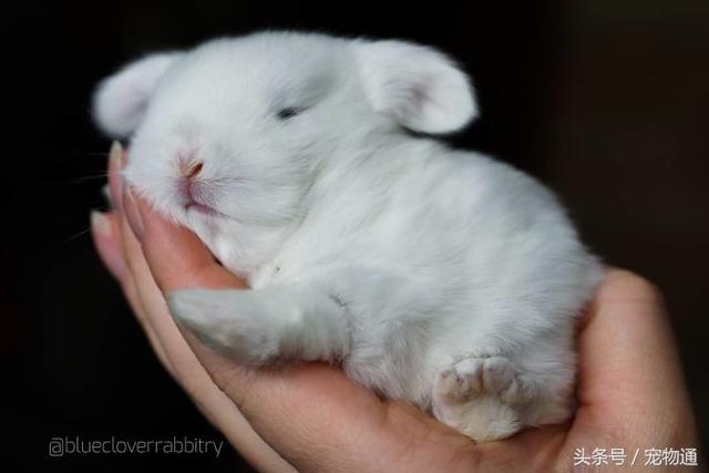 荷兰垂耳兔宝宝暖化人心！！！