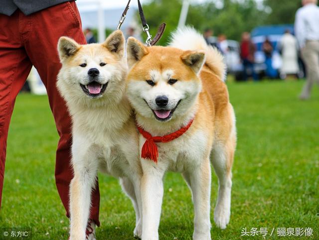 日本“忠犬八公”秋田犬 想不想养只