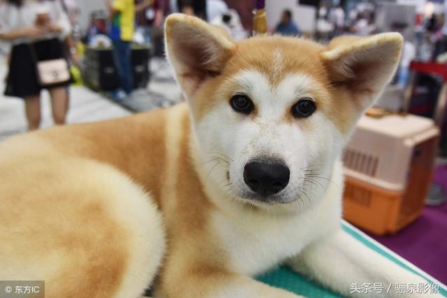 日本“忠犬八公”秋田犬 想不想养只