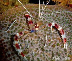 生命力最强的和最好斗的观赏虾—“美人虾”