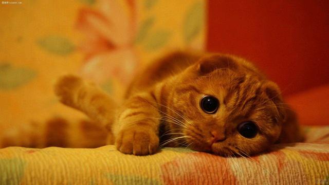 可爱苏格兰折耳猫“折耳”的秘密，你了解了吗？