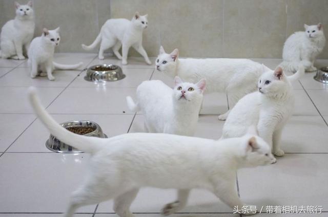 被原产国列为国宝的稀有猫种，单只售价超1000万美金