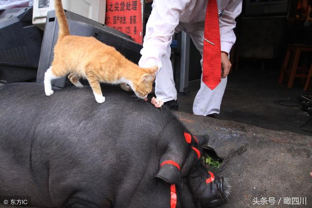 迷你宠物猪变大肥猪，回头率高，吸引路人围观