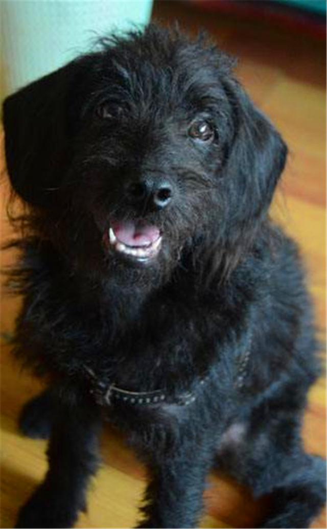 白色狗狗总能被领养，黑狗不得不“抑郁”，黑狗：我也想有家！