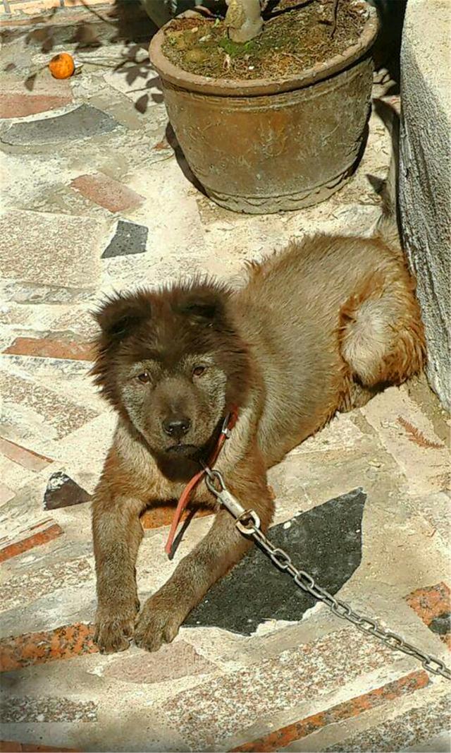 500元买回黑松狮，五个月后养成看门狗，守卫家门防小偷！