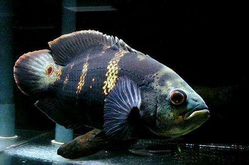 地图鱼又叫猪仔鱼，能吃能拉非常具有观赏性
