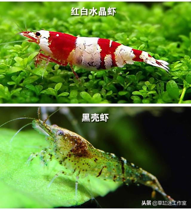 草缸常见观赏虾