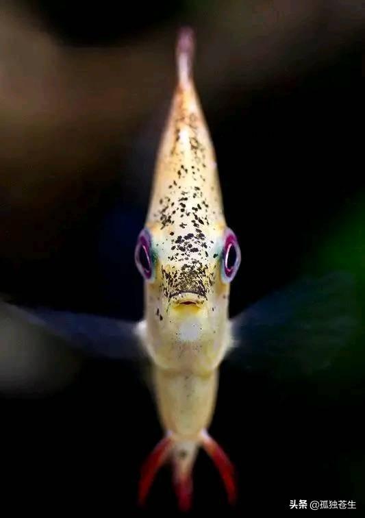 色彩斑斓的神仙鱼