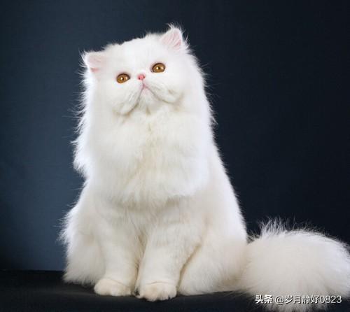 猫中王子（王妃）波斯猫