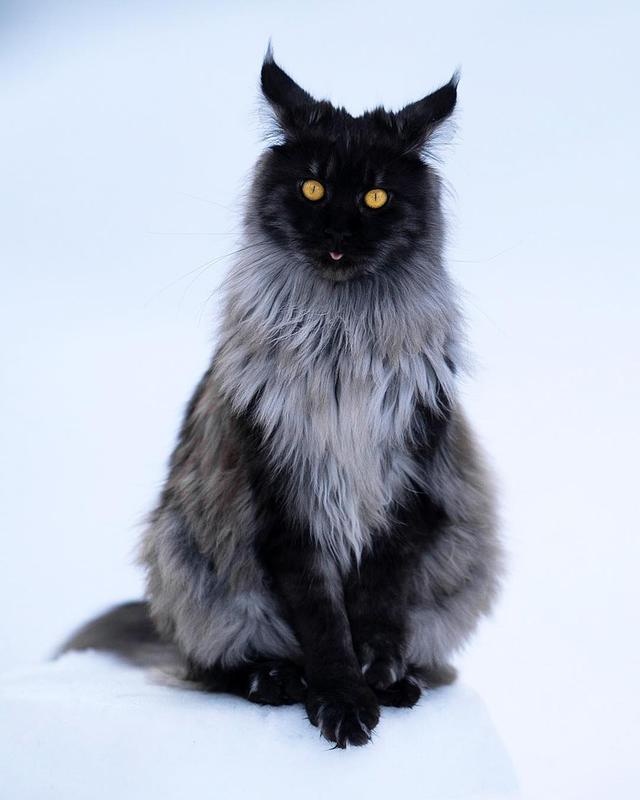 这只缅因猫的经验告诉我们，脸黑不仅威严还显得脸小