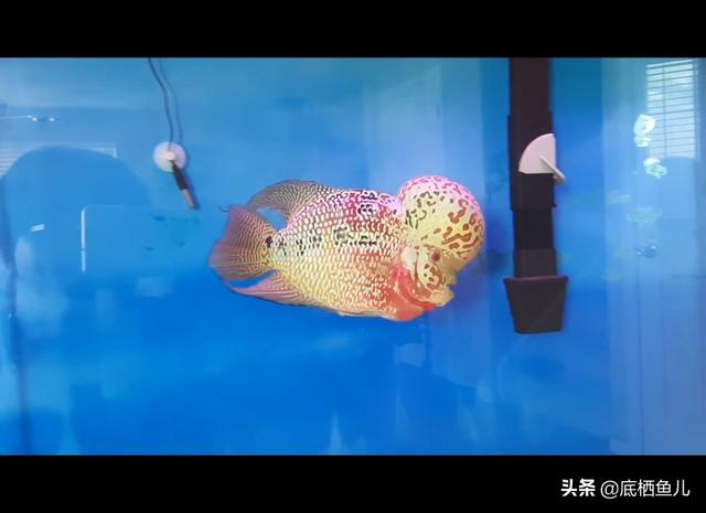 观赏鱼界的“寿星公”：大块头罗汉鱼