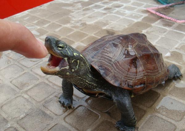 地球上5大最常见的乌龟，中华草龟和东部锦龟上榜，你喜欢哪种？