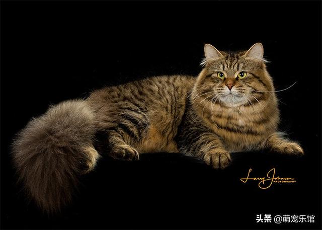 国际猫协会（TICA）选出的顶级纯种猫TOP 15