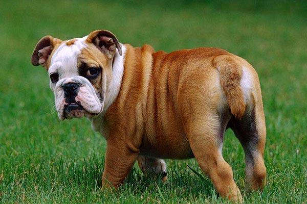 英国10大名犬，斗牛犬和史宾格犬领衔，你喜欢它们吗？
