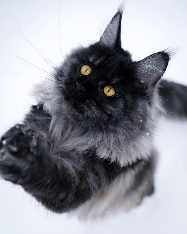 这只缅因猫的经验告诉我们，脸黑不仅威严还显得脸小
