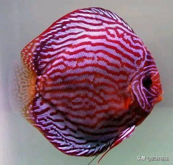 色彩斑斓的神仙鱼
