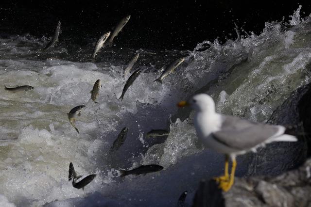 食物链上的搏斗——凡湖洄游的珍珠鲻鱼，成为海鸥捕食的对象
