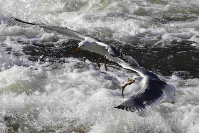 食物链上的搏斗——凡湖洄游的珍珠鲻鱼，成为海鸥捕食的对象