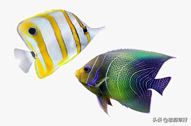 五彩斑澜的热带鱼