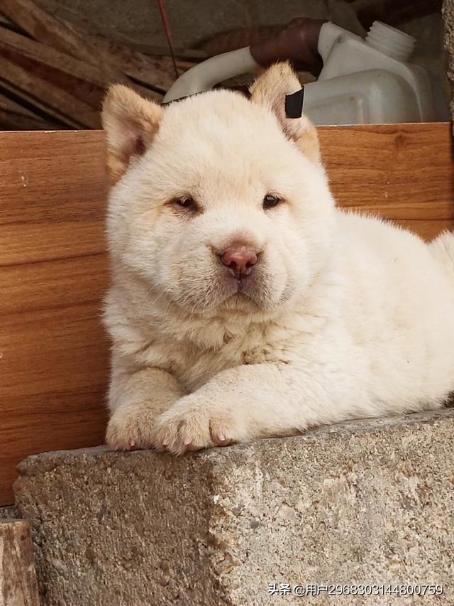 原生态中华田园犬广西小猎犬农村土狗