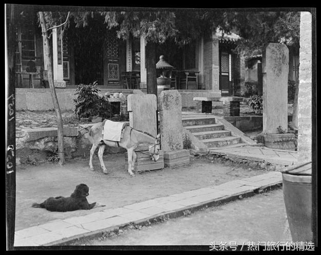 正宗的中华田园犬欣赏，历史老照片