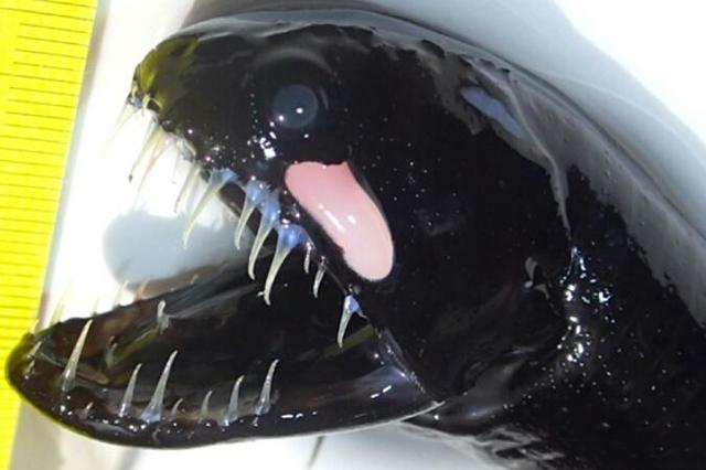 渔民钓上一堆黑色奇怪的鱼，口牙狰狞，怀疑是后天受污染
