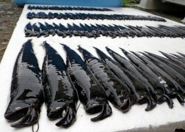 渔民钓上一堆黑色奇怪的鱼，口牙狰狞，怀疑是后天受污染