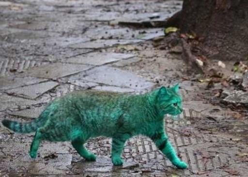 流浪猫一身荧光绿，人们怀疑变异找原因，真相曝光大家哭笑不得