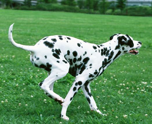 斑点犬（大麦町犬）的百科世界