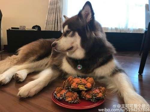 王思聪爱犬吃螃蟹晒图，网友：这年头活的人不如狗