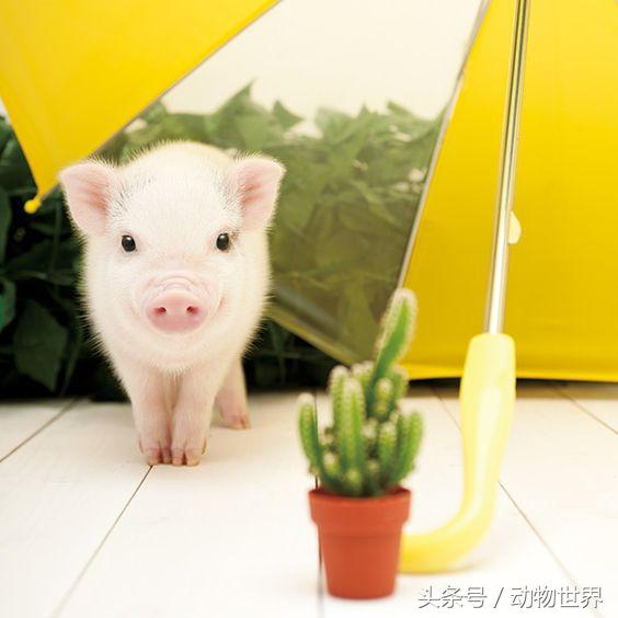 粉嫩可爱的宠物猪