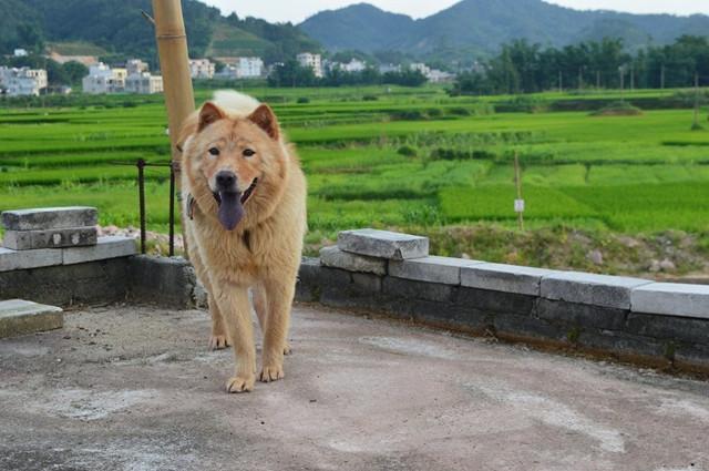 原生松狮——真正的中国松狮