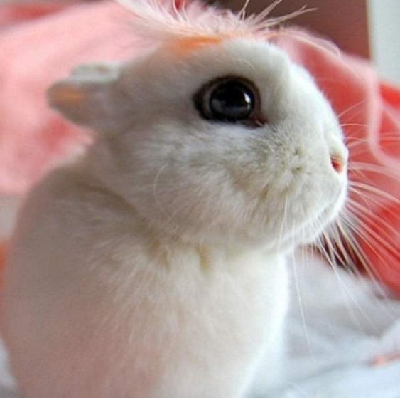 动物图集：海棠兔美图