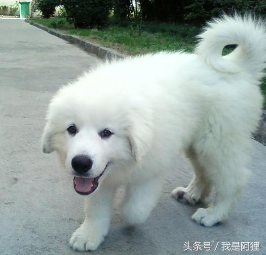 世界上最漂亮的八种白色系狗狗，最后一个是大家公认的