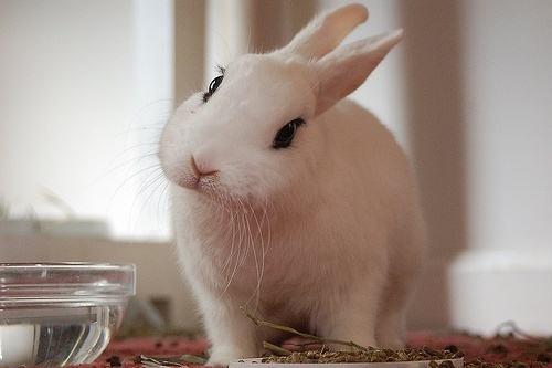 动物图集：海棠兔美图