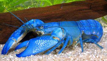 动物图集：蓝魔虾