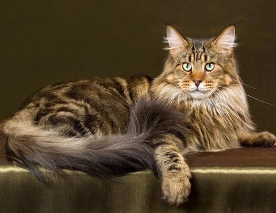 全球10大最大的猫，布偶猫近20斤，第一号称“温柔的巨人”