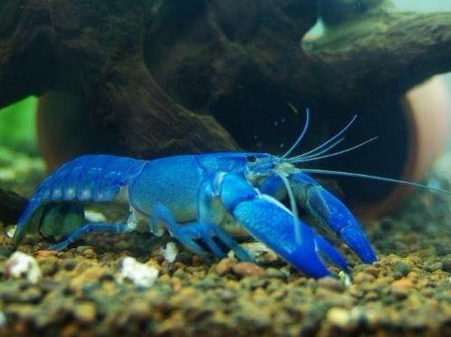 动物图集：蓝魔虾