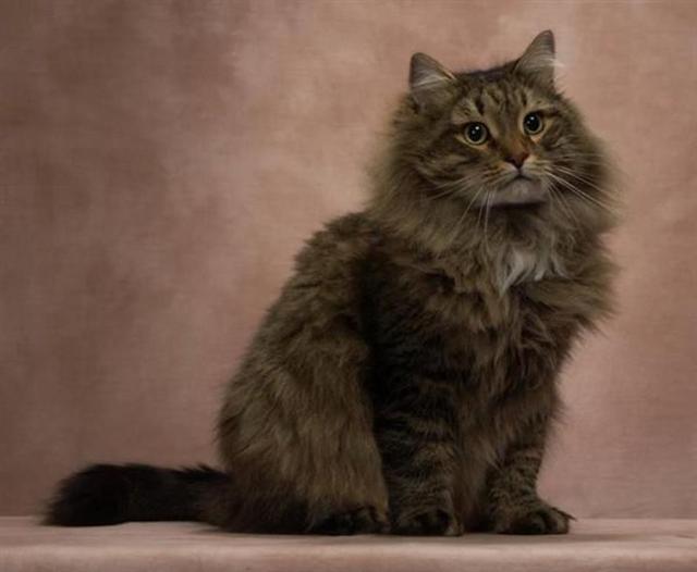 全球10大最大的猫，布偶猫近20斤，第一号称“温柔的巨人”
