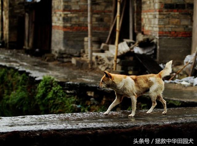 花样中华田园犬，原来土狗也可以这么花哨！