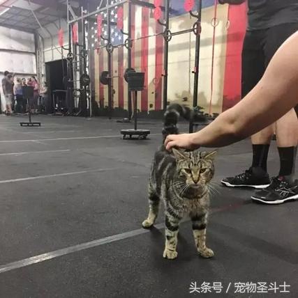 自打健身房养了只虎斑猫，打着健身旗号来“撸猫”的人络绎不绝