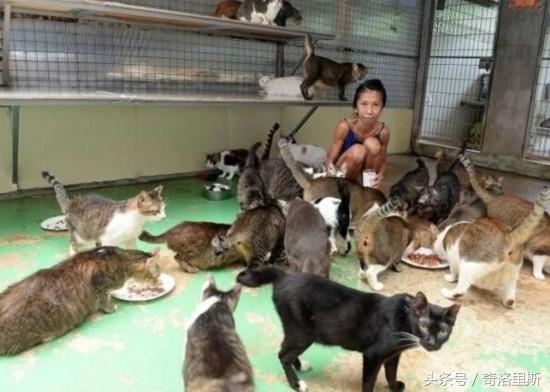 新加坡女子收养数百只流浪猫，给它们买猫粮，自己却饿到皮包骨