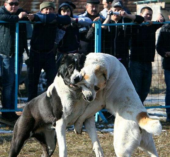游客无意间走近斗兽场，发现其中搏斗的都是大型狗子