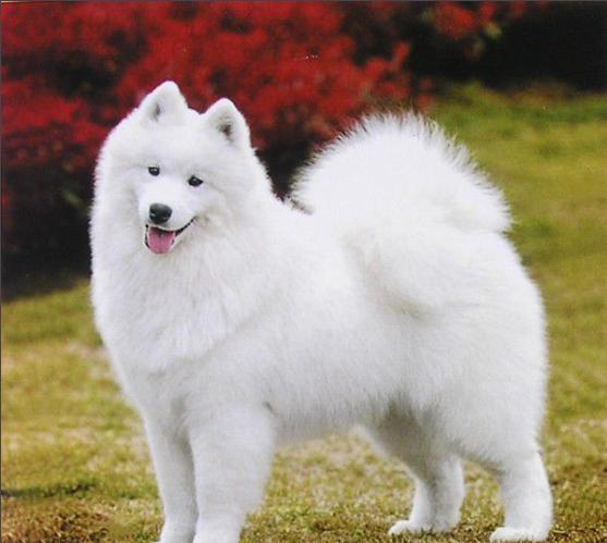 最会微笑的狗狗:纯白色治愈系萨摩耶一条价值8万