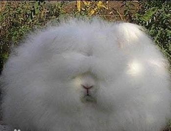 最像狗狗的兔子:安哥拉兔价值超大，兔毛被制造奢侈衣物