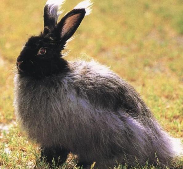 最像狗狗的兔子:安哥拉兔价值超大，兔毛被制造奢侈衣物