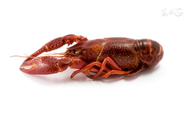海洋生物——龙虾