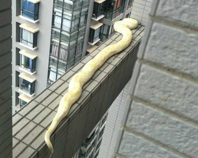 黄金蟒趴在住户的窗台上，以为它在找吃的真实原因让人哭笑不得