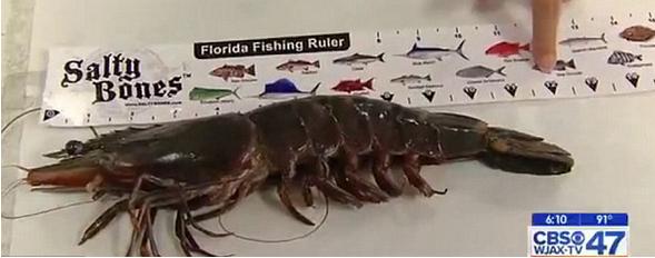 渔民捕获巨型虾类，长度竟有人类前臂那么长！